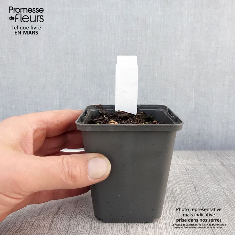 Sagittaria sagittifolia Flore Pleno 8/9 cm pot sample as delivered in spring