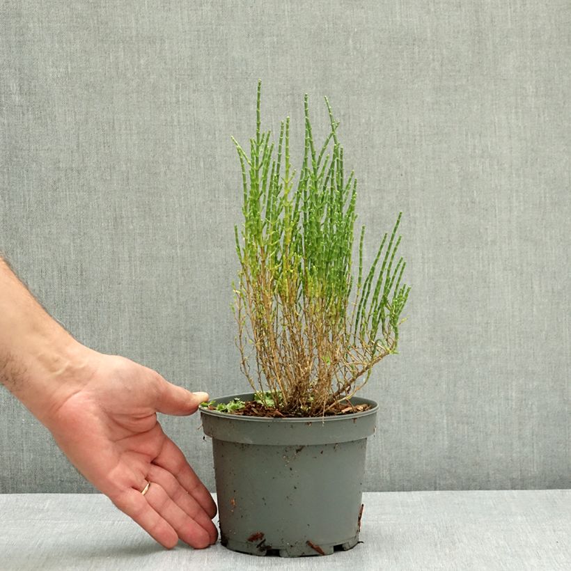 Salicornia europaea - European Glasswort, Sea Pickle 1.5L/2L pot sample as delivered in summer