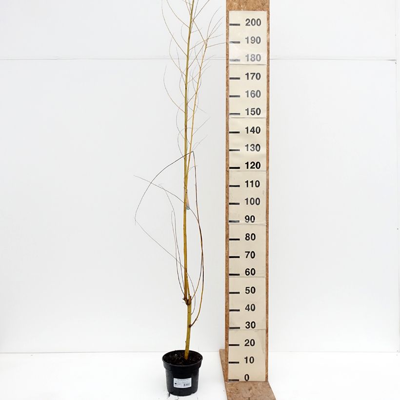 Salix alba Golden Ness - White Willow 4L/5L pot sample as delivered in winter