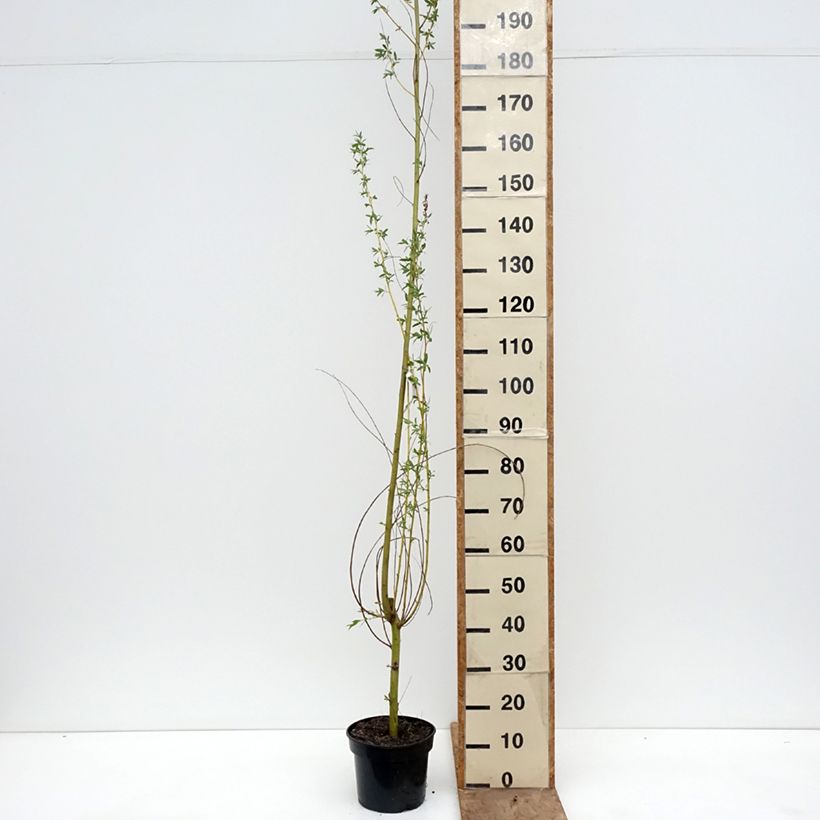 Salix alba Golden Ness - White Willow 4L/5L pot sample as delivered in spring