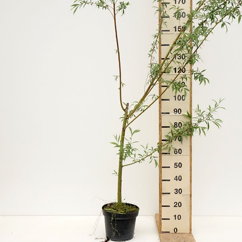 Salix alba Strachowo - White Willow 7.5L/10L pot sample as delivered in spring