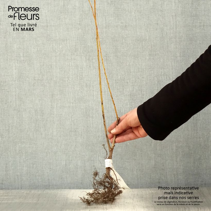 Salix alba var. vitellina - White Willow Bare root sample as delivered in spring