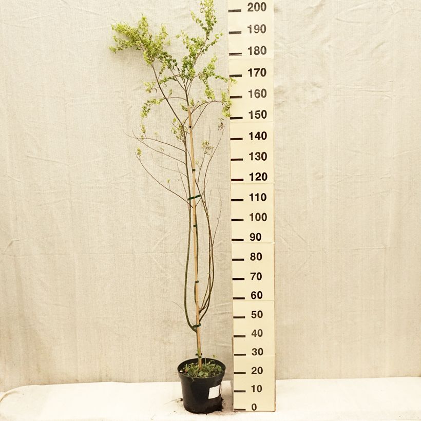 Salix babylonica Crispa - Weeping Willow 7.5L/10L pot sample as delivered in spring