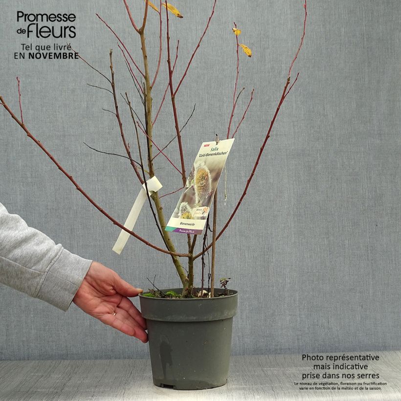 Salix caprea Gold-Bienenkätzchen - Great Sallow 3L/4L pot sample as delivered in autumn
