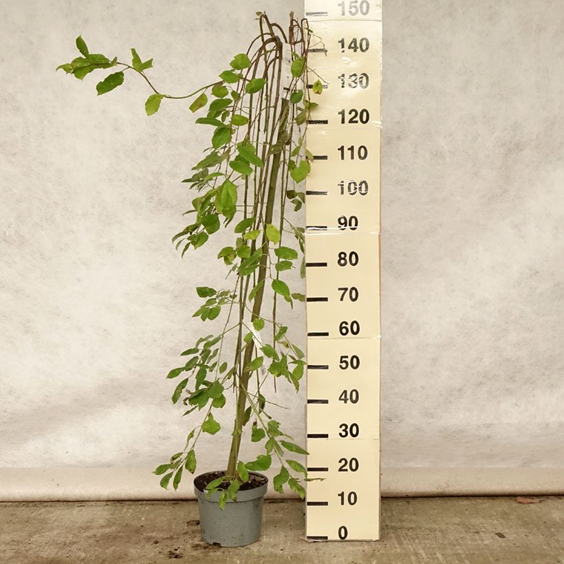 Salix caprea Kilmarnock - Great Sallow 4L/5L pot, Standard sample as delivered in summer