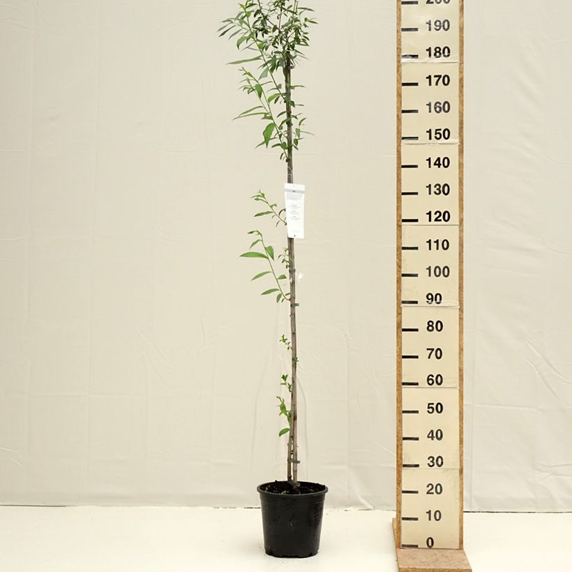 Salix caprea - Great Sallow 7.5L/10L pot sample as delivered in spring