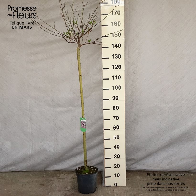 Salix gracilistyla Mount Aso - Black Willow 6L/7L pot, Standard sample as delivered in spring