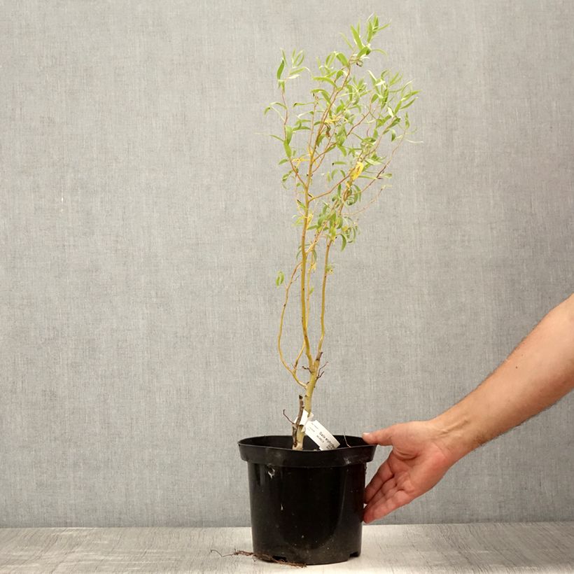 Salix x erythroflexuosa - Willow 3L/4L pot sample as delivered in summer