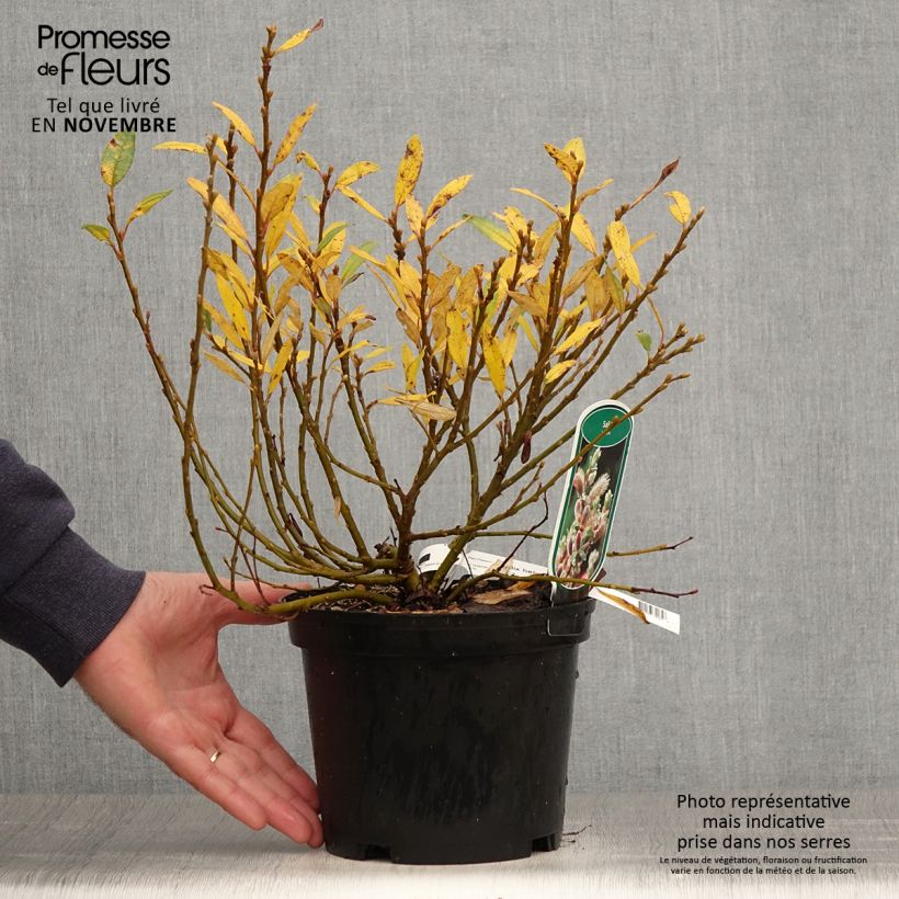 Salix helvetica - Willow 2L/3L pot sample as delivered in autumn