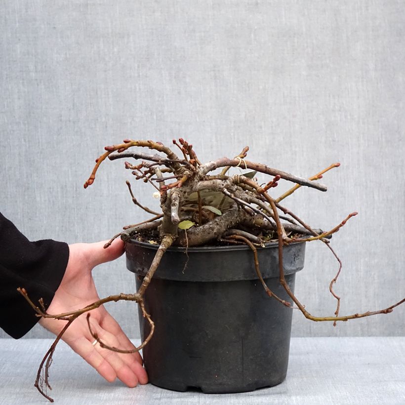 Salix kurilensis - Willow 4L/5L pot sample as delivered in winter