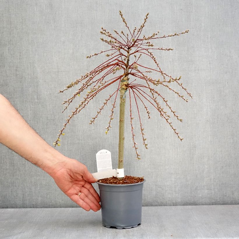 Salix repens Armando 1.5L/2L pot, Quarter standard (rose) sample as delivered in spring