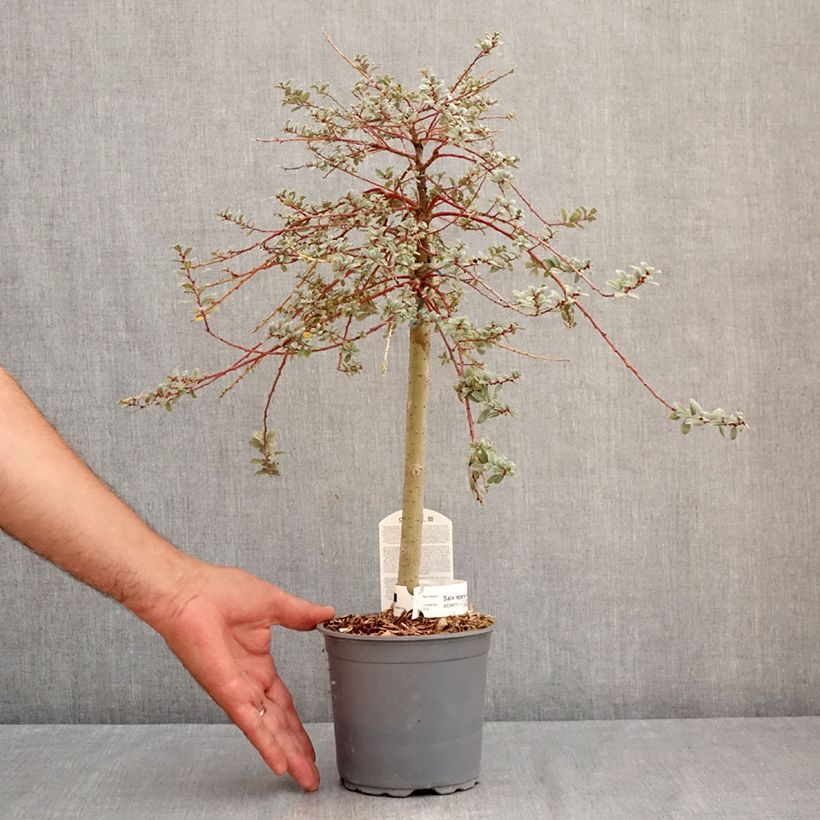 Salix repens Armando 1.5L/2L pot, Quarter standard (rose) sample as delivered in summer