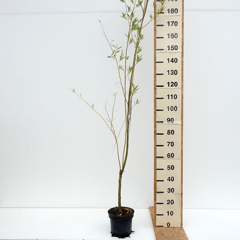 Salix x fragilis var. bullata - Crack Willow 4L/5L pot sample as delivered in summer