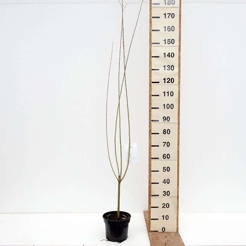 Salix x fragilis var. bullata - Crack Willow 4L/5L pot sample as delivered in winter