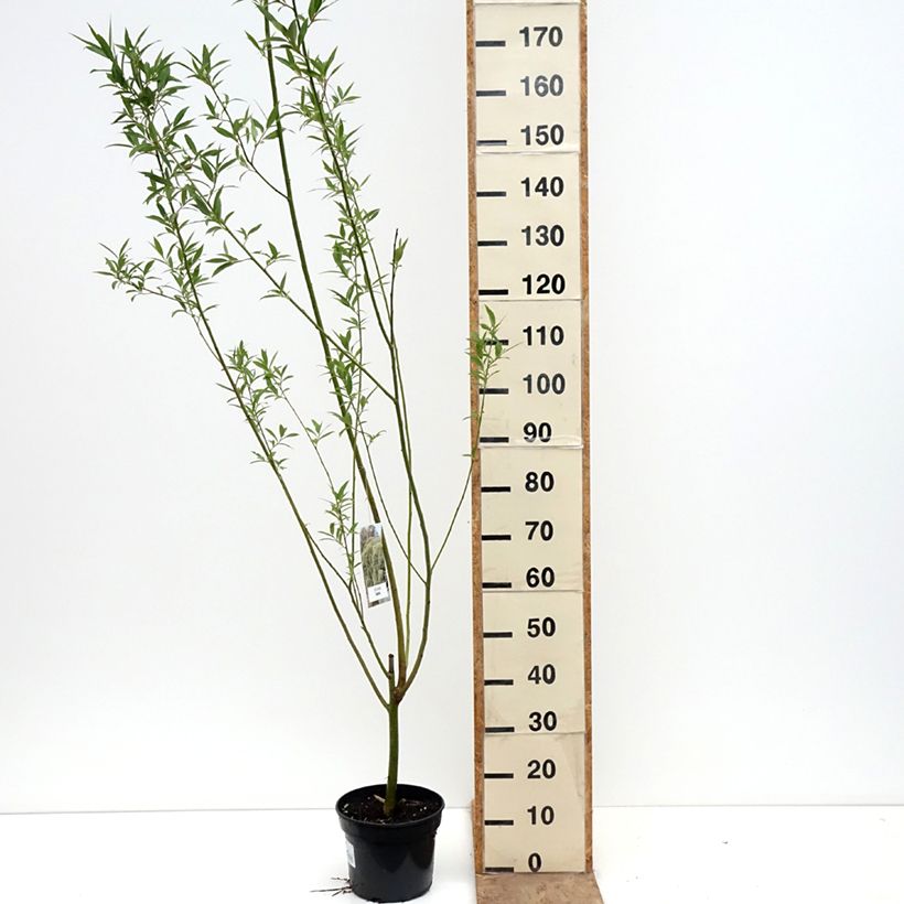 Salix x fragilis var. bullata - Crack Willow 4L/5L pot sample as delivered in spring