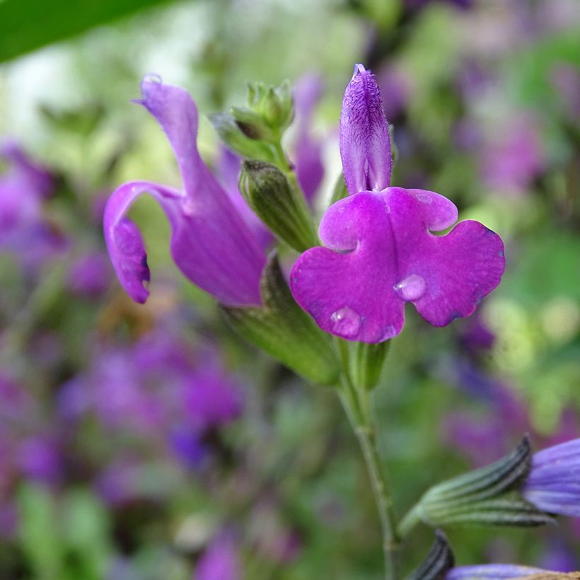Salvia Arctic Blaze Purple (Flowering)