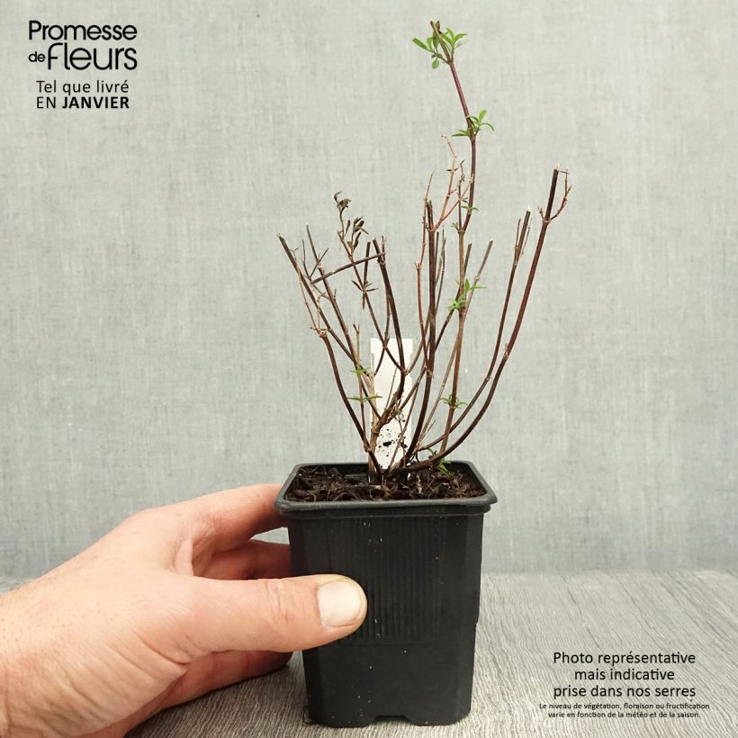 Salvia Dysons Joy 8/9 cm pot sample as delivered in winter