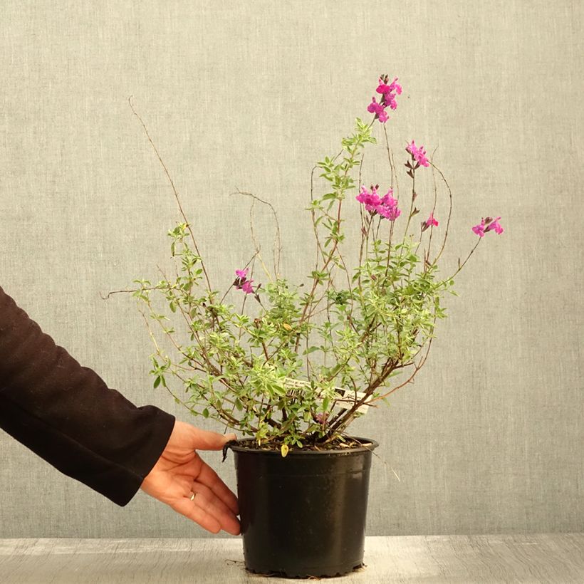 Salvia Arctic Blaze Purple 2L/3L pot sample as delivered in autumn