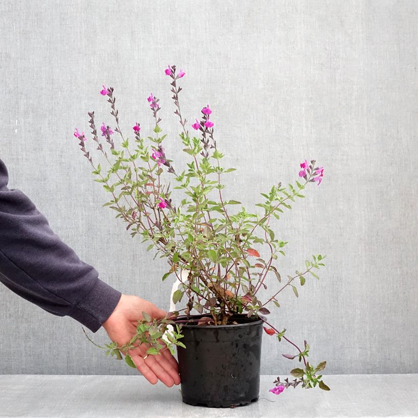 Salvia Arctic Blaze Purple 2L/3L pot sample as delivered in spring