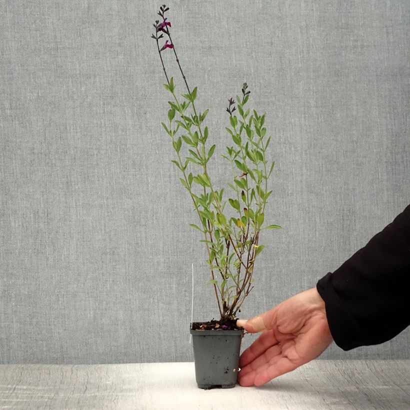 Salvia jamensis Violette de Loire 7/8 cm pot sample as delivered in summer