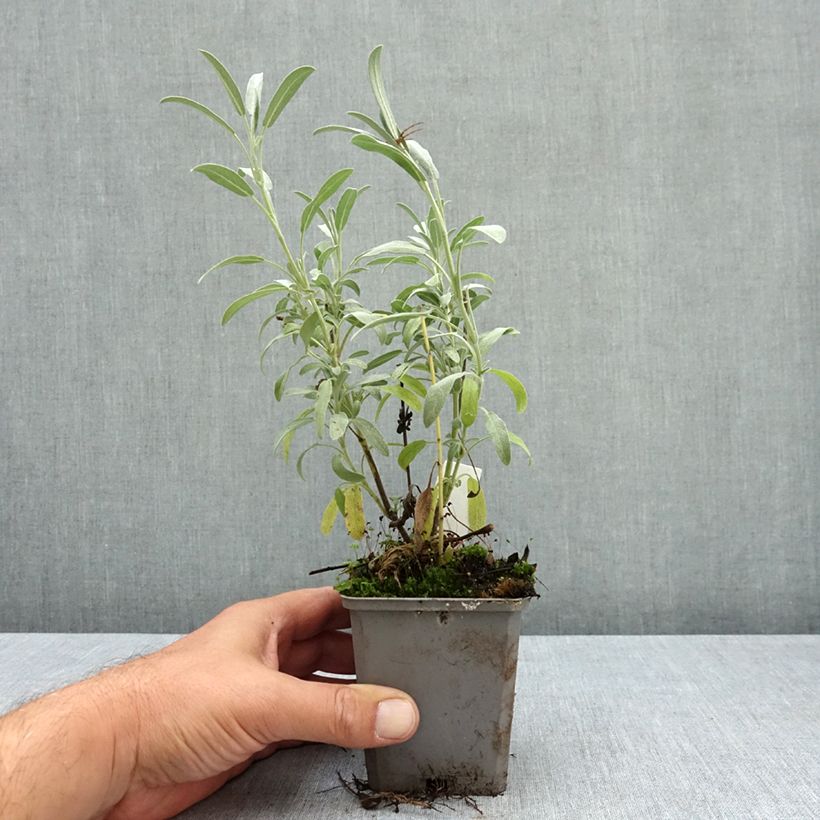Salvia lavandulifolia  8/9 cm pot sample as delivered in summer