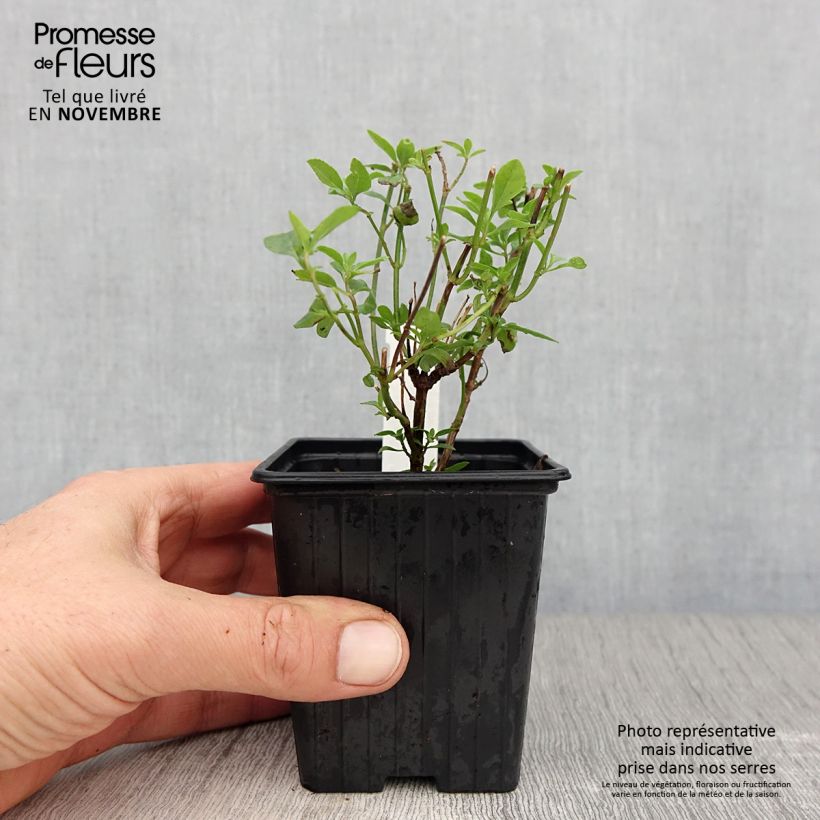 Salvia microphylla Delice Aquamarine 8/9 cm pot sample as delivered in autumn