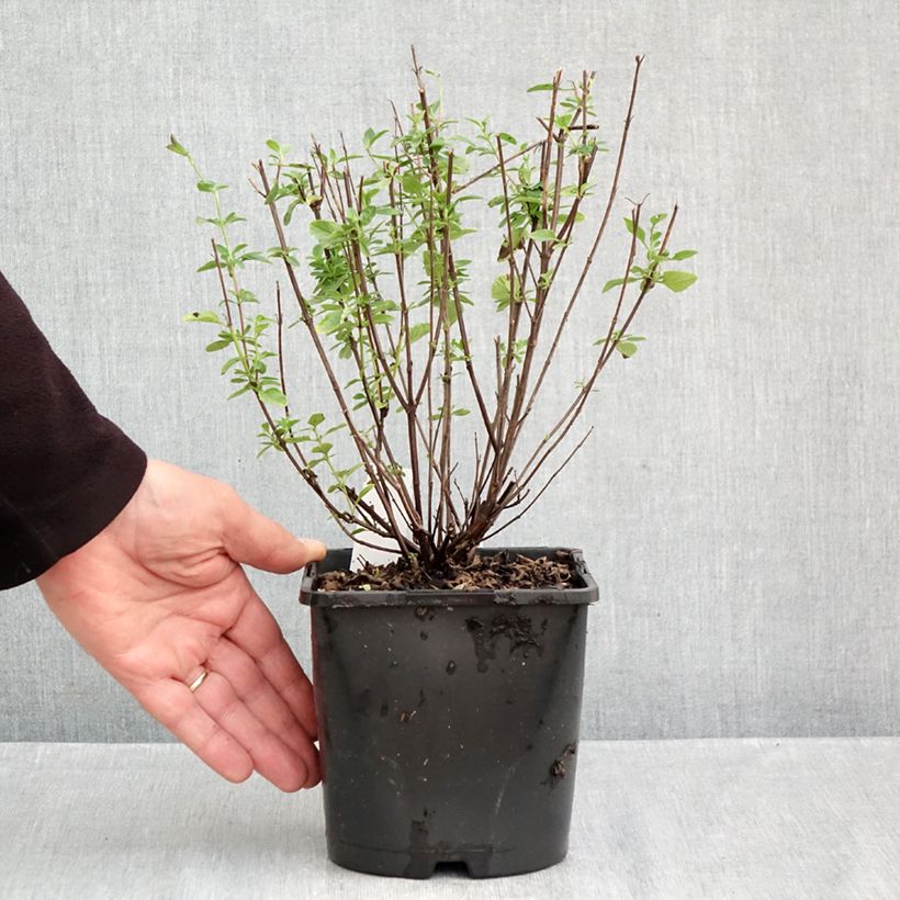Salvia microphylla Delice Fiona 2L/3L pot sample as delivered in autumn