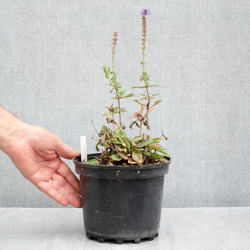 Salvia nemorosa Blue Marvel - Woodland Sage 2L/3L pot sample as delivered in autumn