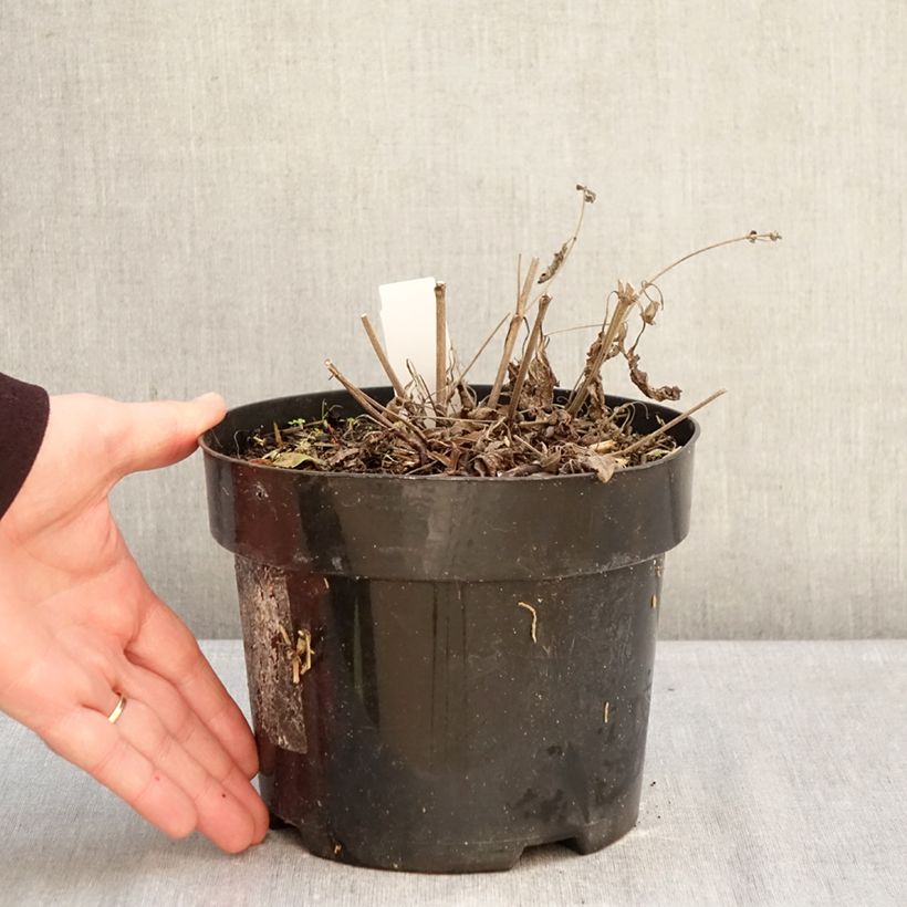 Salvia nemorosa Blue Marvel - Woodland Sage 2L/3L pot sample as delivered in winter