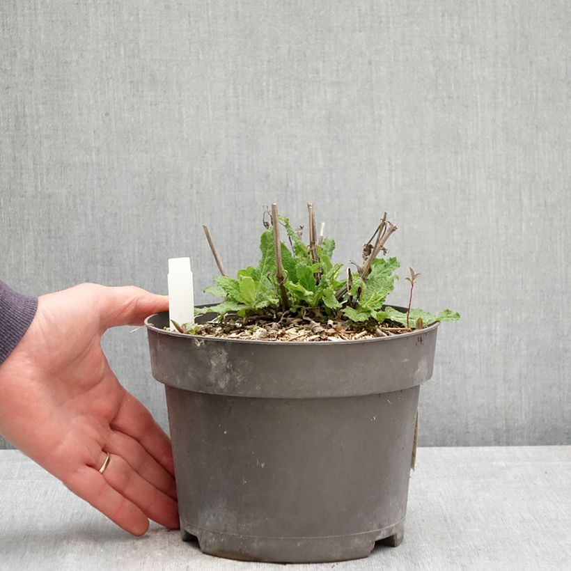 Salvia nemorosa Blue Marvel - Woodland Sage 2L/3L pot sample as delivered in spring