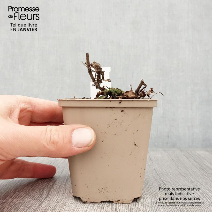 Salvia nemorosa Bumblesky - Woodland Sage 8/9 cm pot sample as delivered in winter