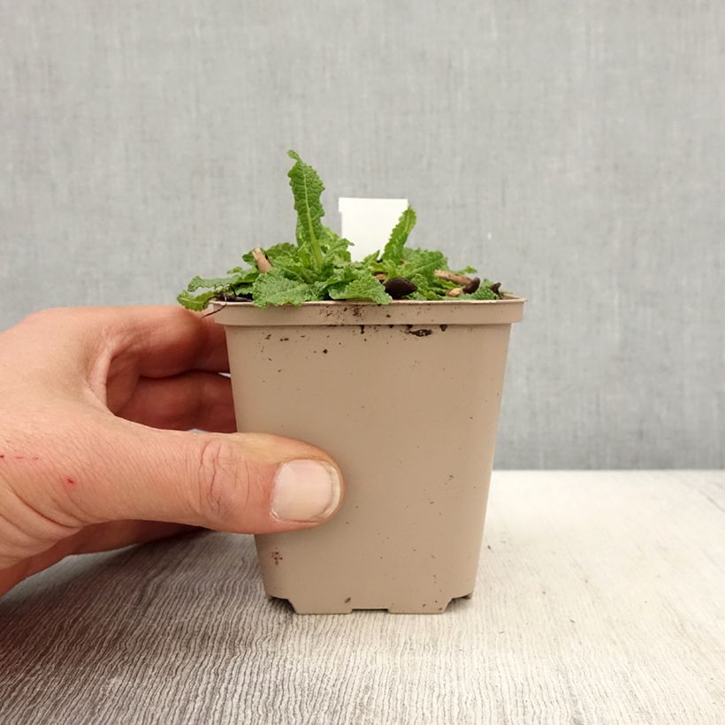 Salvia nemorosa Bumblesnow - Woodland Sage 8/9 cm pot sample as delivered in spring