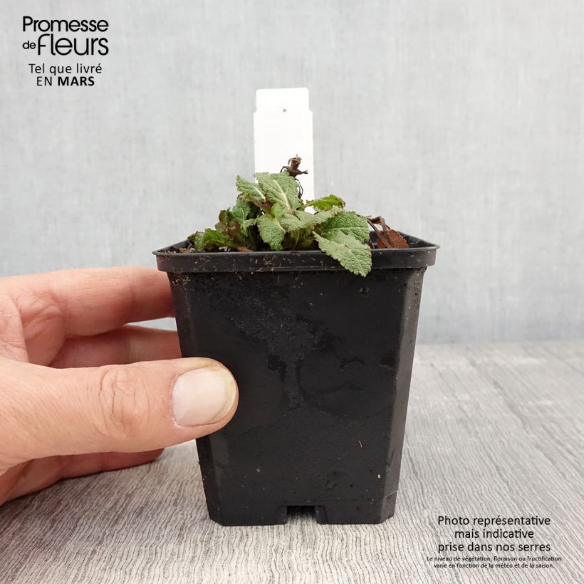 Salvia nemorosa Caradonna Compact - Woodland Sage 8/9 cm pot sample as delivered in spring