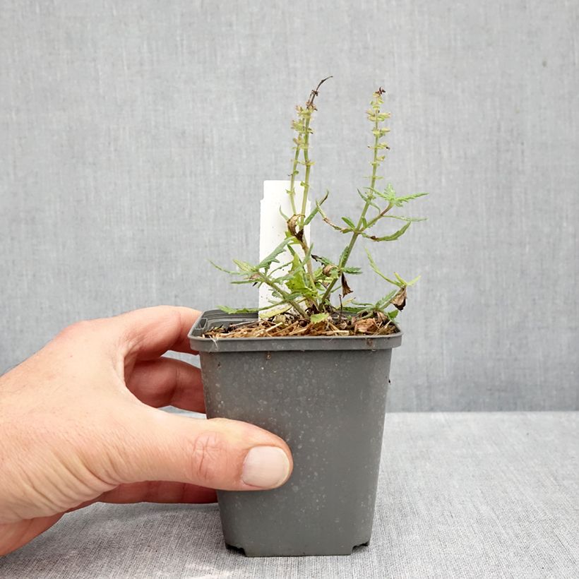 Salvia nemorosa Feathers Flamingo Bocoffla 7/8 cm pot sample as delivered in autumn