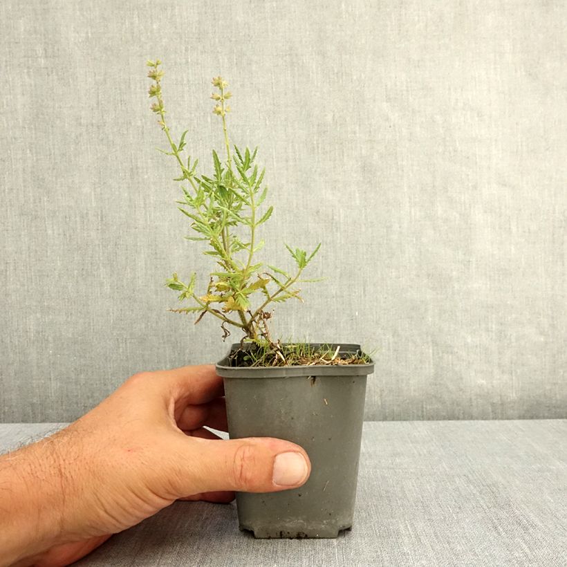 Salvia nemorosa Feathers Flamingo - Sauge des bois  Godet de 7/8 cm sample as delivered in summer