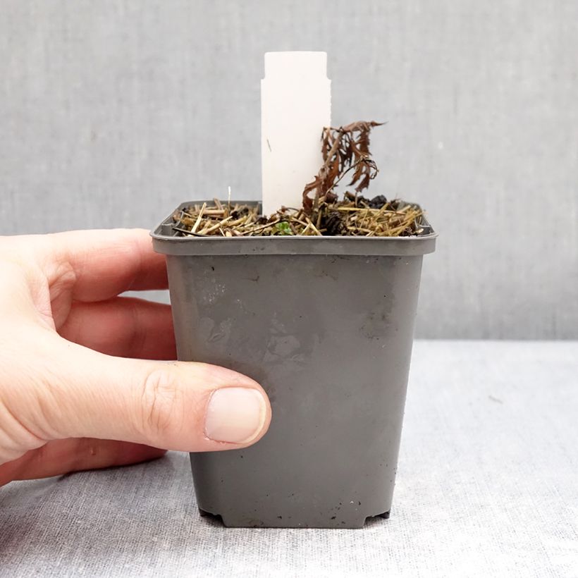 Salvia nemorosa Feathers Flamingo Bocoffla 7/8 cm pot sample as delivered in winter