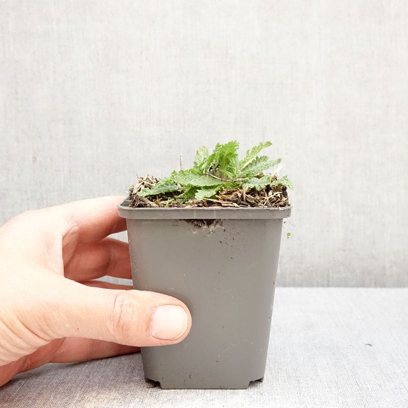 Salvia nemorosa Feathers Flamingo Bocoffla 7/8 cm pot sample as delivered in spring