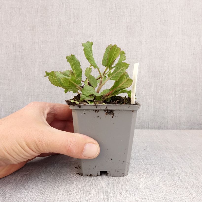 Salvia x sylvestris Lyrical Katsjing 8/9 cm pot sample as delivered in spring