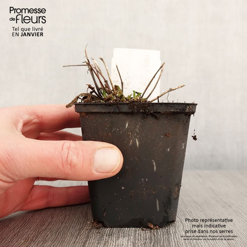 Salvia nemorosa Marcus 'Haeumanarc' 8/9 cm pot sample as delivered in winter