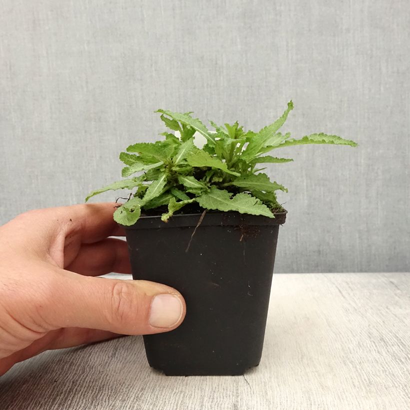 Salvia nemorosa Marcus 'Haeumanarc' 8/9 cm pot sample as delivered in spring