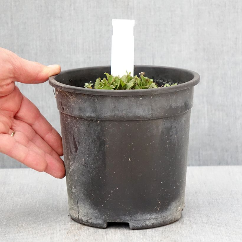 Salvia nemorosa Marcus 'Haeumanarc' 2L/3L pot sample as delivered in spring