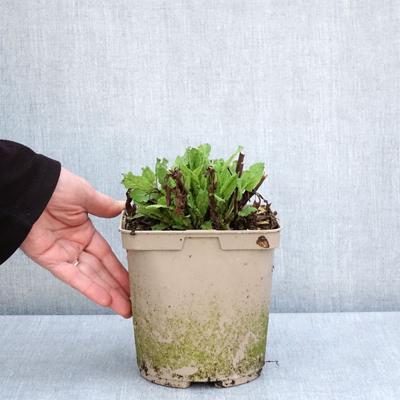 Salvia nemorosa Midnight Rose - Woodland Sage 2L/3L pot sample as delivered in spring