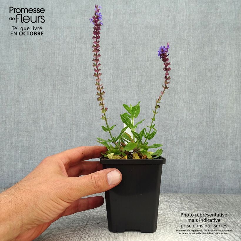 Salvia nemorosa Ostfriesland - Woodland Sage 8/9 cm pot sample as delivered in autumn