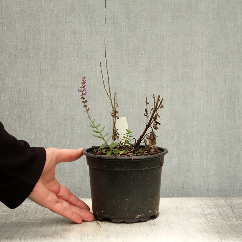 Salvia nemorosa Ostfriesland - Woodland Sage 2L/3L pot sample as delivered in autumn