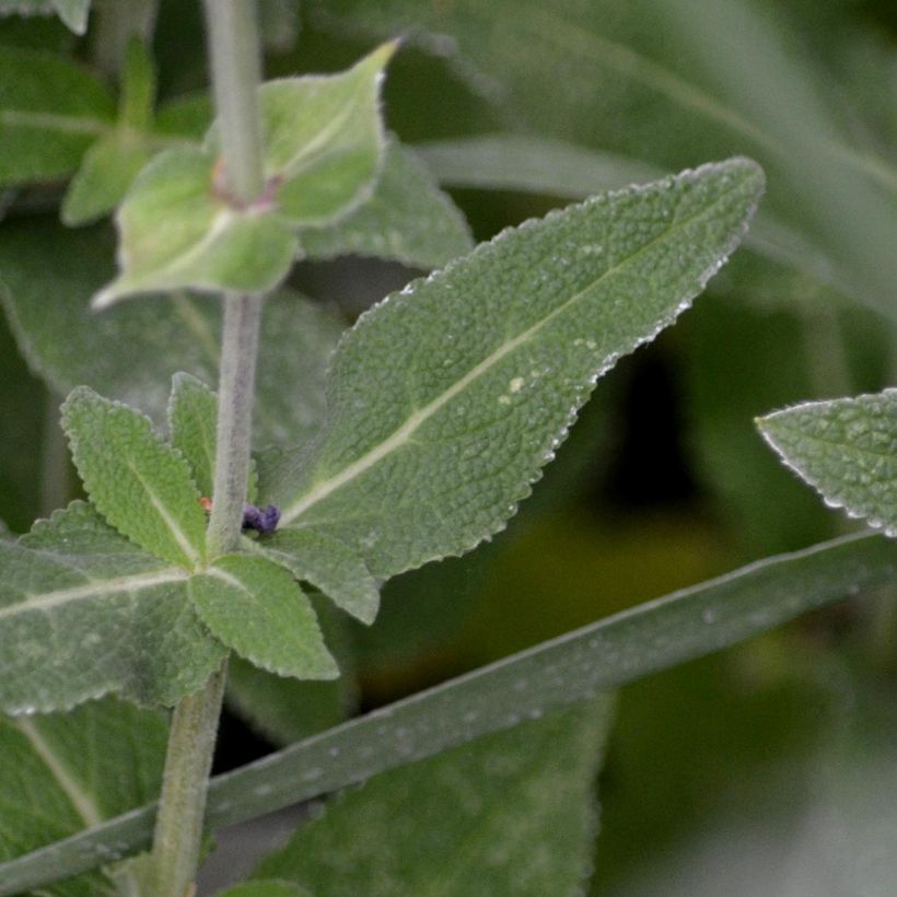 Salvia nemorosa Ostfriesland - Woodland Sage (Foliage)