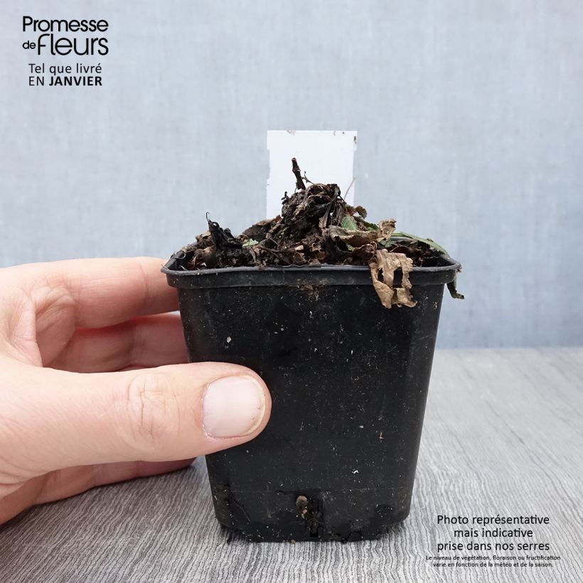 Salvia nemorosa Rose Queen - Woodland Sage 8/9 cm pot sample as delivered in winter