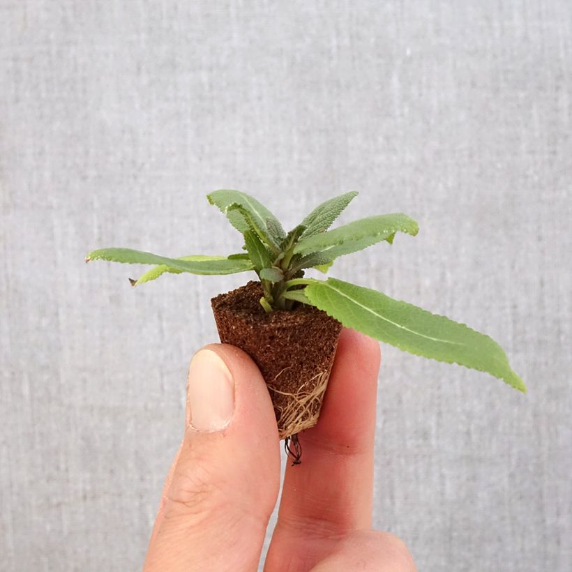 Salvia nemorosa Sensation Rose - Woodland Sage Plug plant 3/4cm sample as delivered in spring