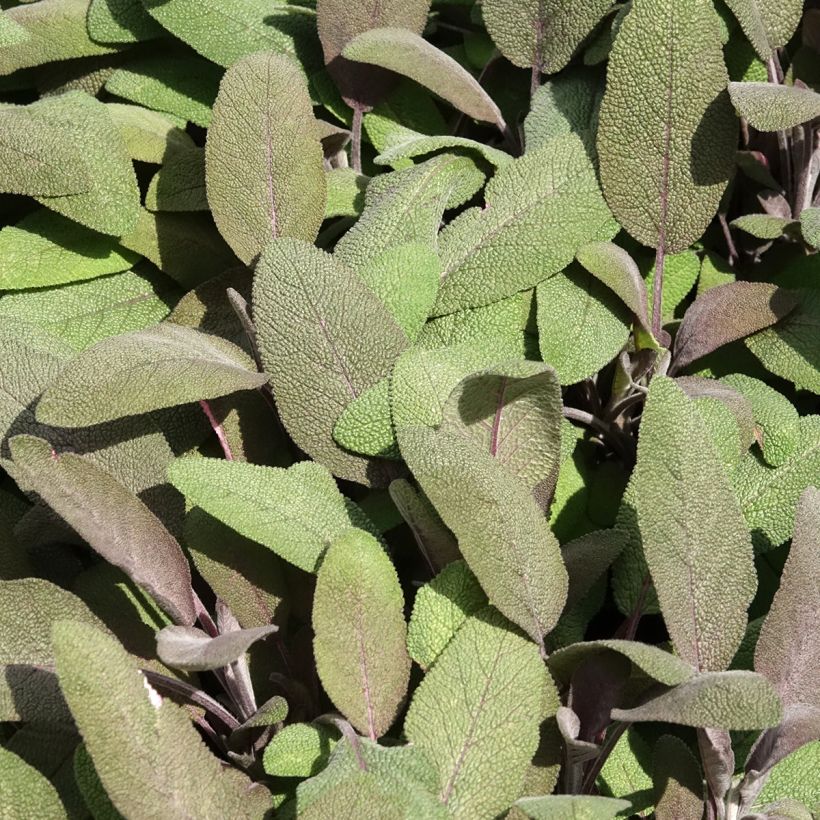 Salvia officinalis Purpurascens (Foliage)
