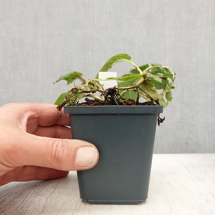 Salvia pratensis Madeline - Meadow Sage 8/9 cm pot sample as delivered in spring