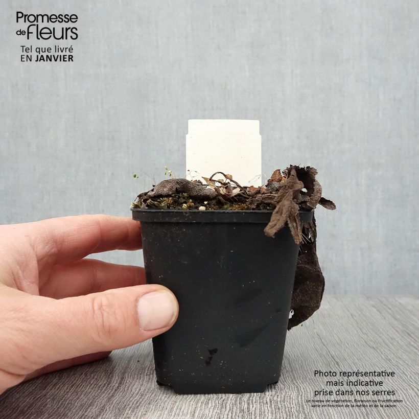 Salvia pratensis Rose Rhapsody - Meadow Sage 8/9 cm pot sample as delivered in winter